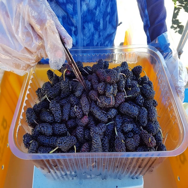 2024년 출하 냉동 햇오디, 1개, 토종오디 5kg