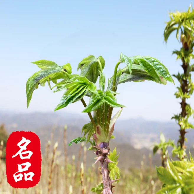 [25년귀한첫순] 당일수확 산지직송 자연산 엄나무순 개두릅, 1세트, 1kg