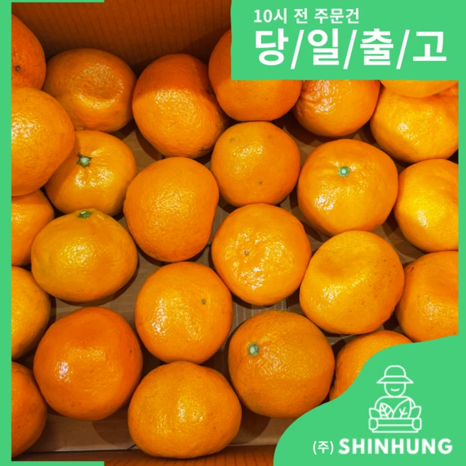 제주 감귤 소과 중대과 대과 [신흥유통][무료배송], 1개, 귤 렌덤과 기스흠과 10키로