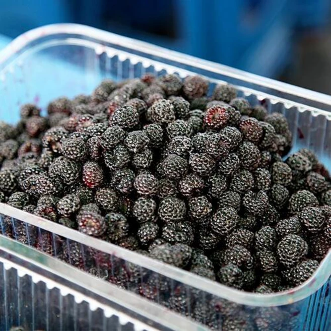 고창 토종 복분자 1kg 2.5kg 5kg 10kg 특상품 냉동 포장, 특품 1kg(트레이포장), 1개