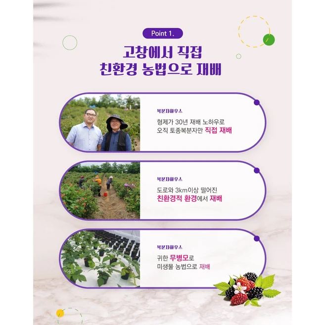 고창 토종 복분자원과 5kg 열매 생과+복분자엑기스500g+씨거름망+레시피무료제공 2024년산, 1개