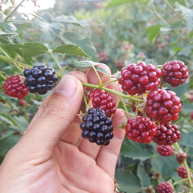 국내산 냉동 슈퍼 복분자 블랙베리, 급냉슈퍼복분자, 1박스, 1kg(특품)