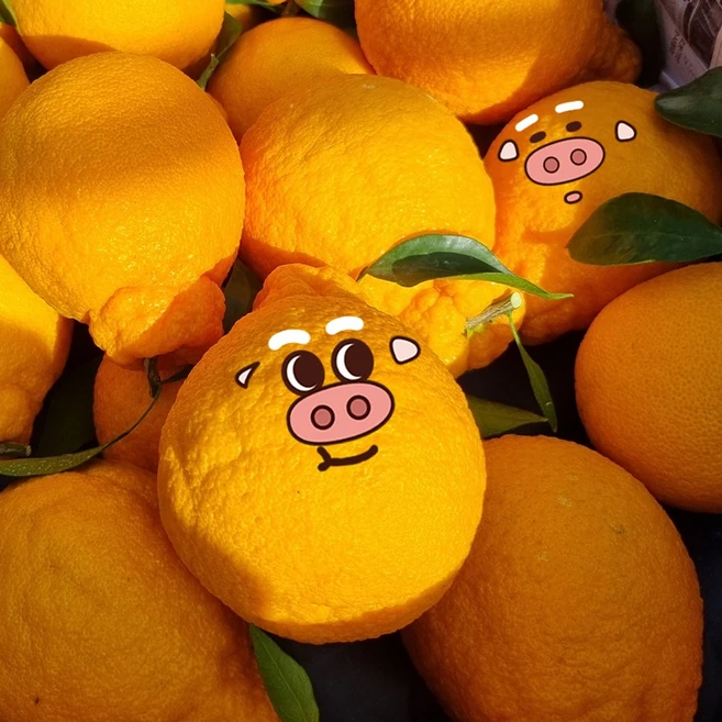 아기귤돼지 오늘출발 하는 제주 난 너의 한라봉, 1박스, 1.5kg(중과난너의한라봉)