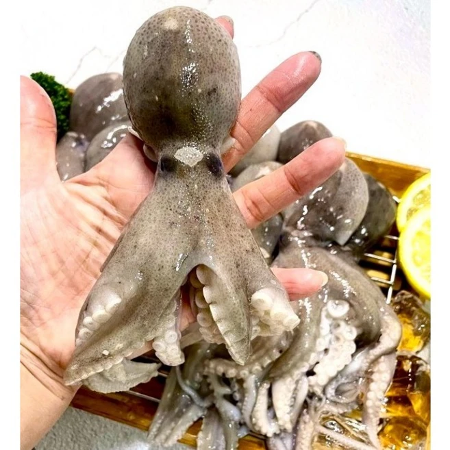 [미성수산] 국산 생물 산지직송 생 쭈꾸미 1kg 활쭈꾸미 알쭈꾸미 국내산 남해안 당일조업 산지직송, 1박스, 1키로(9~15미 내외)
