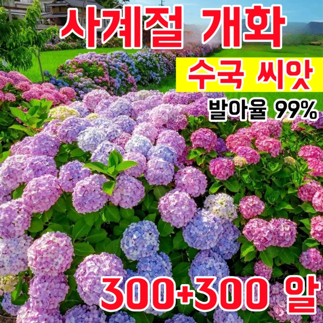 [발아율 99%] 사계절 개화 수국 씨앗 초장기 개화 대형 꽃다발 정원 베란다 초보자 친화적 재배, 600개