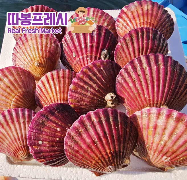 따봉프레시 황제 가리비 고성 통영 당일조업 3차선별, 1개, 5kg