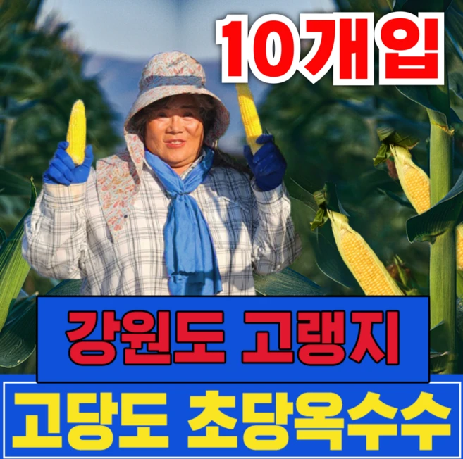 [생산자직송 특품] 강원도 고랭지 햇 초당옥수수 생 미백찰옥수수, 1개, [특품] 옥수수 10개입