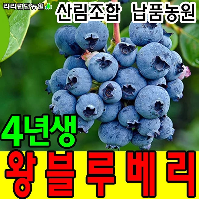 블루베리 묘목 4년생 나무 재배 키우기, 1개