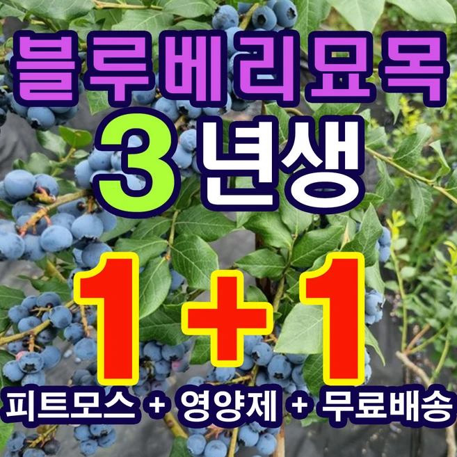 블루베리 묘목 3년생 2그루 (영양제 무료증정), 1개