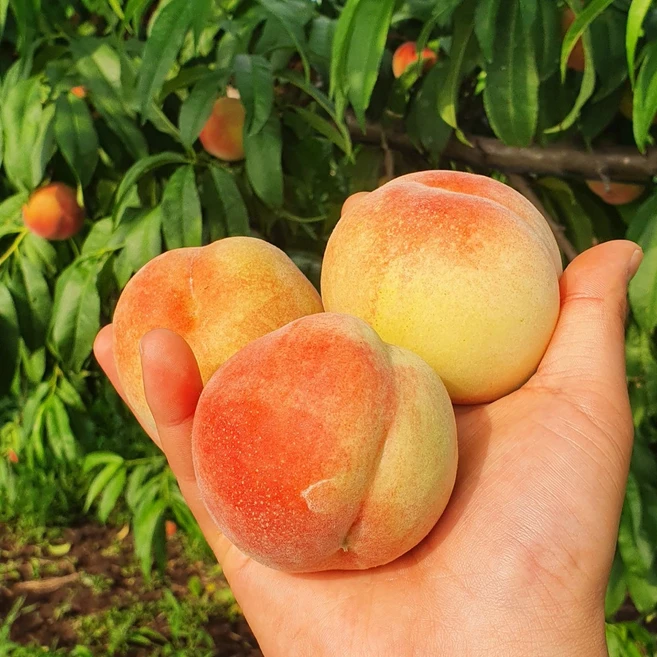 아삭한 달콤함 산지직송 대극천복숭아 대과, 1개, 2kg (14과 내외)