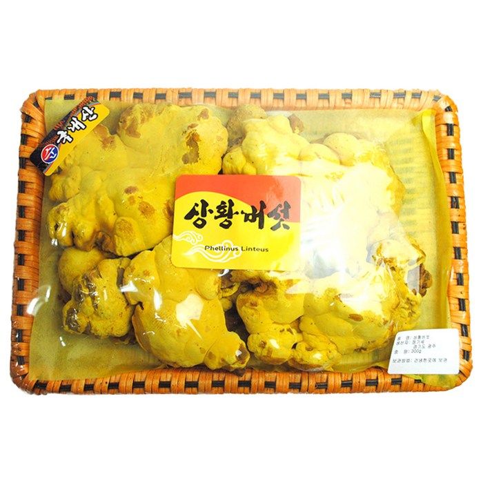 동광 바구니 상황버섯 국내산, 300g, 1개 대표 이미지 - 상황버섯 추천