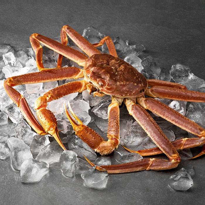 랍스타허브 바이킹마켓 싱싱한 활 대게 (냉장), 900g 내외, 1박스 대표 이미지 - 바이킹마켓 추천