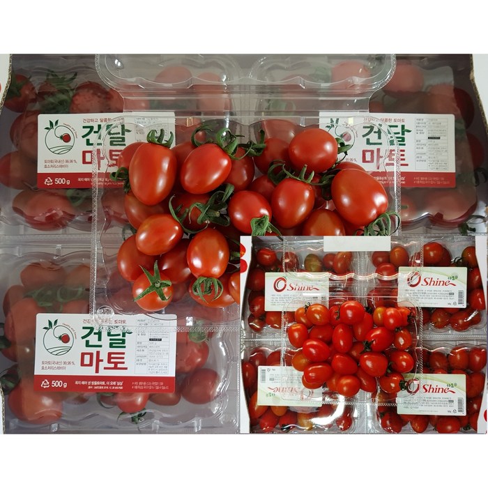 마음농산 산지직송 프리미엄 선별후발송 초고당도 스테비아 토마토 건달마토 샤인마토 단마토 1Kg 2Kg, 스테비아토마토 총1Kg ( 500gx2팩 ) 대표 이미지 - 스테비아 토마토 추천