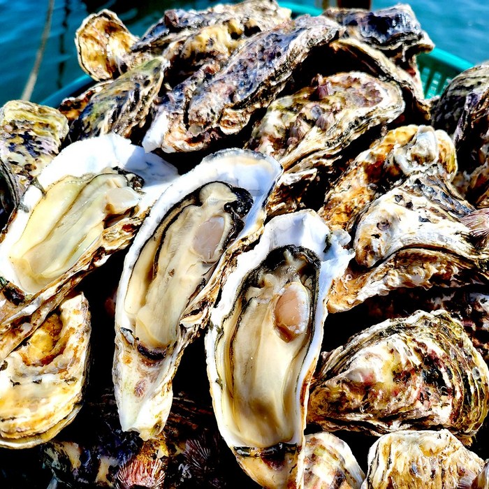 통영 한창수산 세척석화10kg (회초장증정)/평일오후1시이전주문건 당일발송, 1box, 10kg 대표 이미지 - 석화 굴 추천