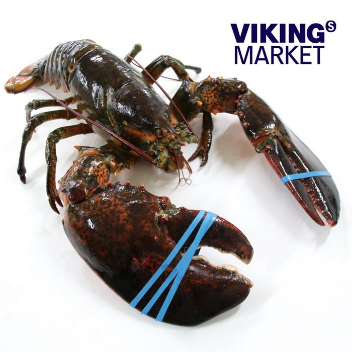 캐나다 직수입 활 랍스터, 2kg(1.9-2kg) 대표 이미지 - 바이킹마켓 추천