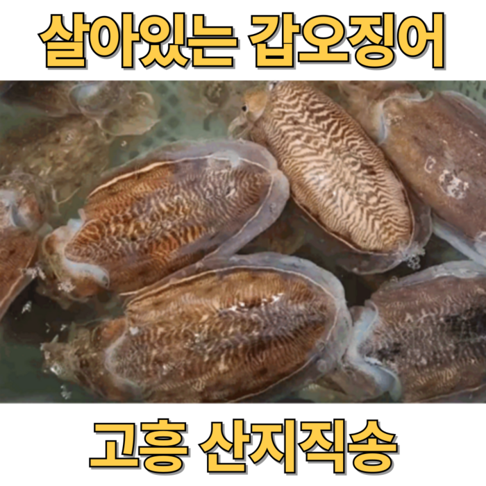 살아있는 횟감가능한 국내산 갑오징어 생물, 1개, 1kg 대표 이미지 - 솔방울 오징어 추천