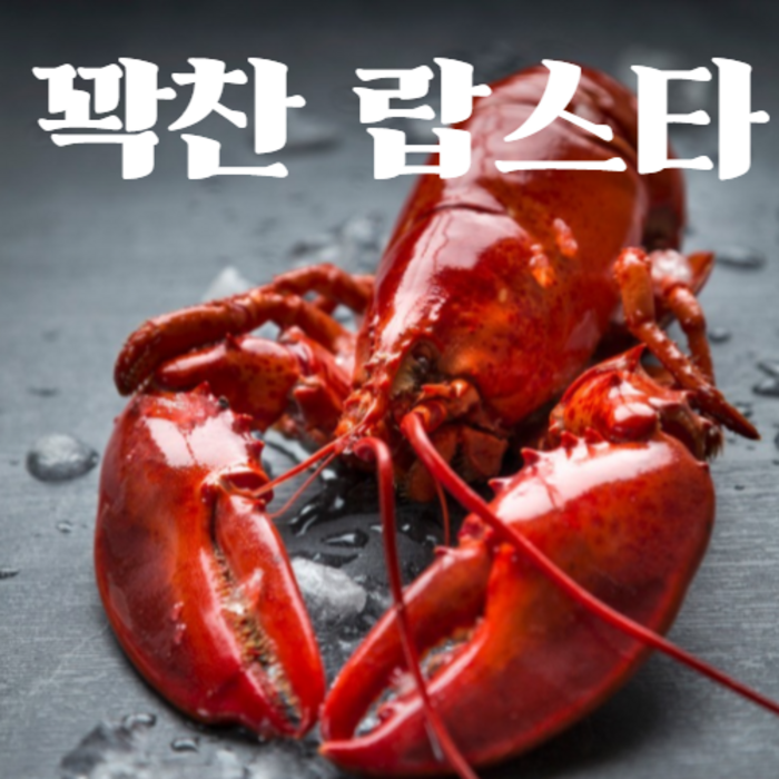 [어부언니] 랍스터 자숙 랍스타 활 바닷가재 킹 1kg 2kg이상 특대 대왕 당일발송, 자숙2kg~2.5kg(순차적배송) 대표 이미지 - 자숙 랍스터 추천