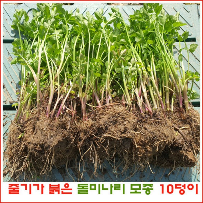 줄기가 붉은 돌미나리 10덩이 (50주 이상) 판매., 1개 대표 이미지 - 미나리 삼겹살 맛집 추천