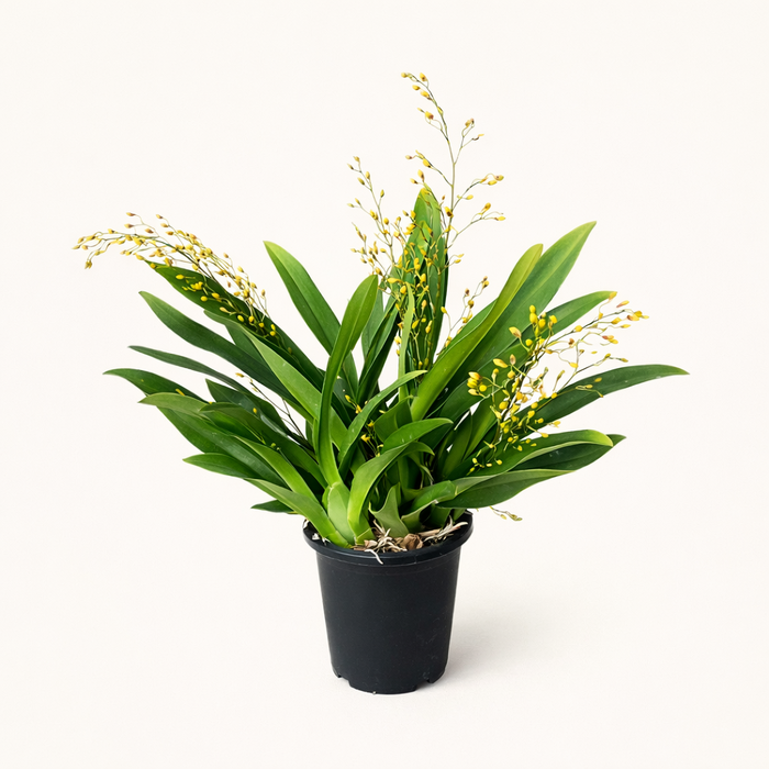 온시디움 환타지아 난 향기난 향기좋은 꽃 옐로우 노란꽃 서양란 난초