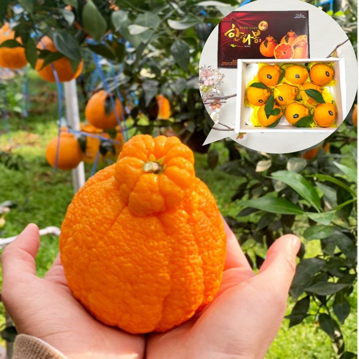 제주특산물 한라봉 레드향 천혜향 3KG 선물용 포장, 1박스, 제주 한라봉 3KG 8~12과 대표 이미지 - 제수용 과일 추천