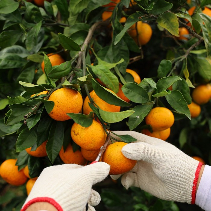 산지로드 고당도 제주 감귤, 1개, 5kg 소과(3S/소) 대표 이미지 - 귤박스 추천