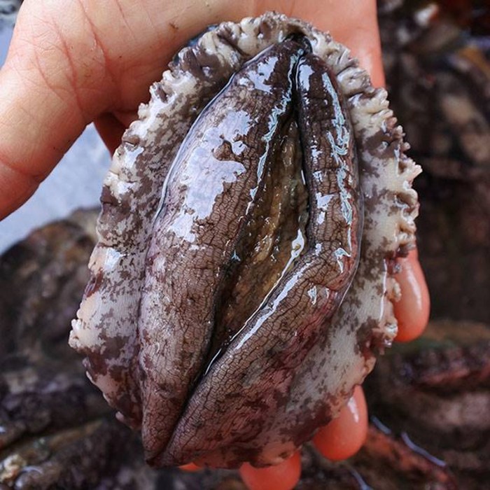 싱싱해 완도 활 전복, 1box, 3호 (특대) 9-10미 1kg 대표 이미지 - 전복장 추천