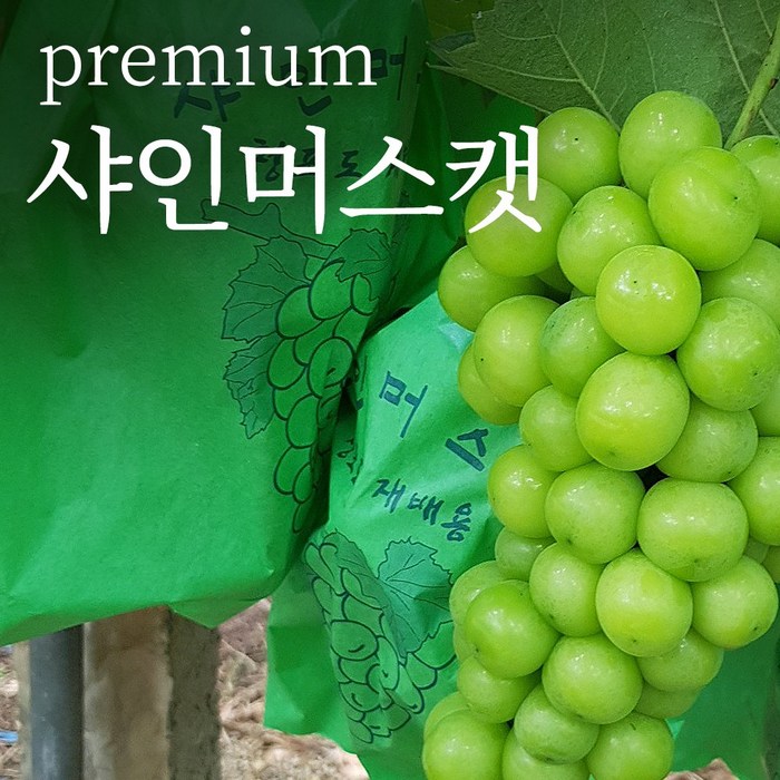 [품질선별] 쿠메푸드 21년 첫 출하 초고당도 샤인머스켓 망고포도 1kg 2kg 설 추석 선물 세트, 1kg 내외 대표 이미지 - 포도 추천