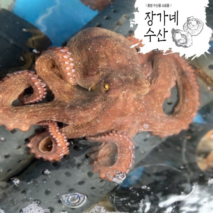 [장가네수산]자연산100% 국산 돌문어1kg/1.5kg/2kg(생물/정품)/비품돌문어(생물/비품)/(평일오후2시이전까지 당일발송), 비품 돌문어2kg (2~4미)랜덤발송 대표 이미지 - 연포탕 추천