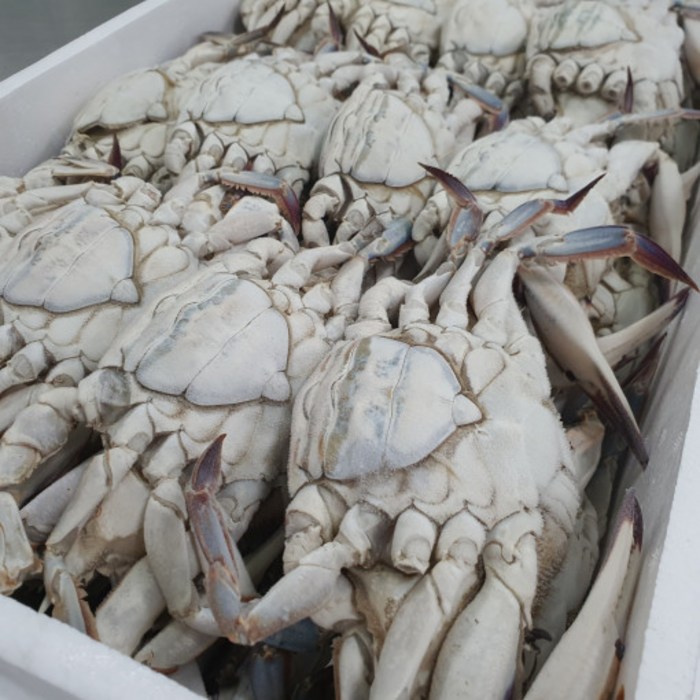 서해안 연평도 암꽃게 몽당 꽃게 급냉 1kg, 03. 봄 암꽃게(급냉) 대표 이미지 - 알배기 암꽃게 추천
