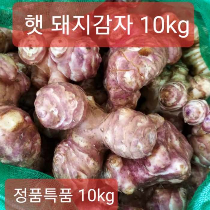 (산지특가) 돼지감자 햇 생돼지감자 10kg 정품, (23년수확)국내산 돼지감자 10kg (특대정품), 1박스 대표 이미지 - 돼지감자 추천