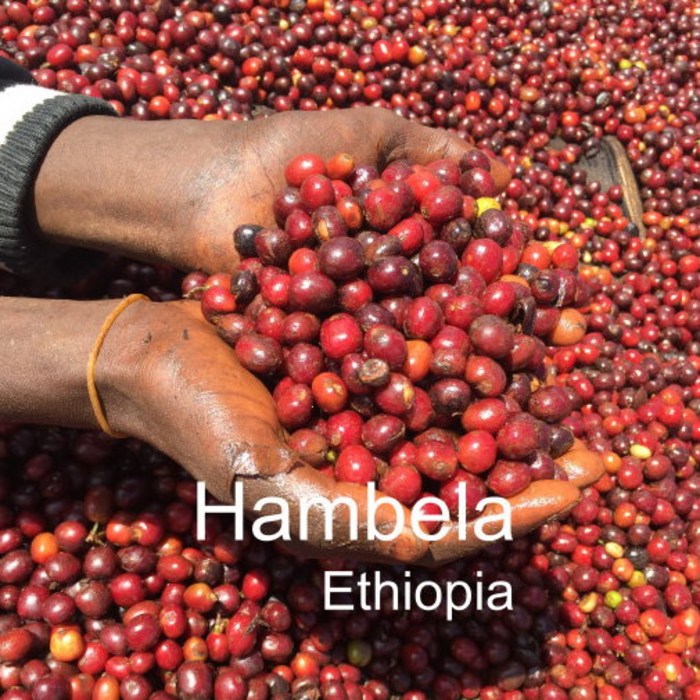 [위트러스트] 에티오피아 함벨라 200g Ethiopia Hambela 스페셜티 커피, 커피메이커 대표 이미지 - 에티오피아 원두 추천