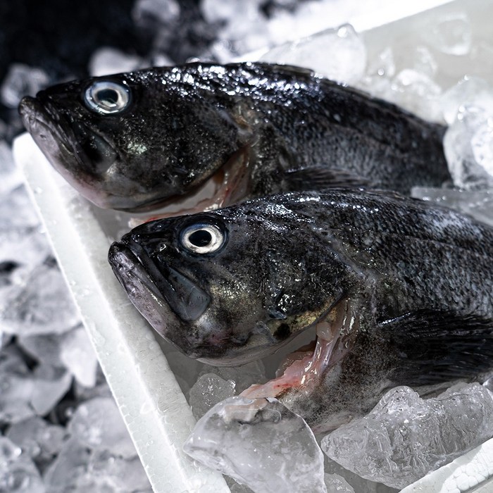 통영 손질 활 우럭 1kg 당일조업 발송 / 손질후 실중량 700g 내외 대표 이미지 - 우럭회 추천