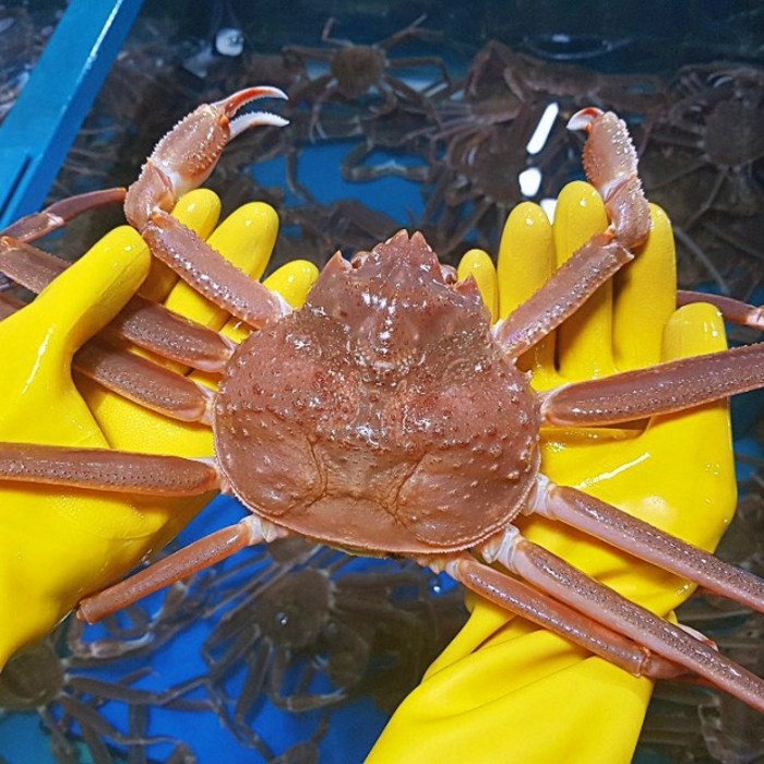 노을수산 영덕대게 박달홍게 수입대게, 1박스, 국산대게(몬난이) 2kg 대표 이미지 - 대게 추천