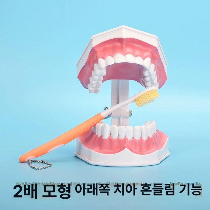 어린이 치아 모형 치과놀이 치과장난감 장난감 세트