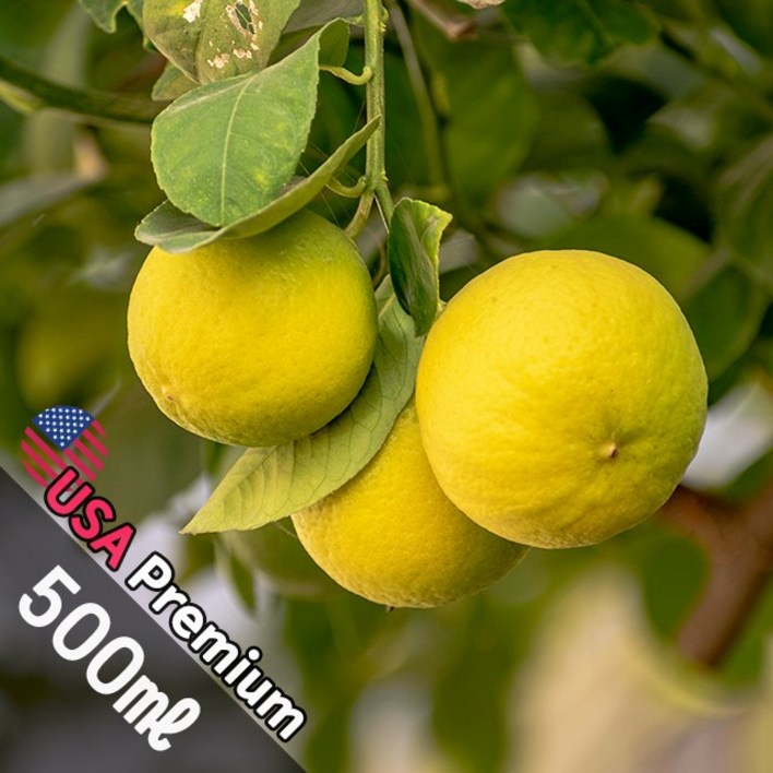 B047 나시블라썸 500ml Nashi Blossome 프래그런스오일  캔들 디퓨저 향수