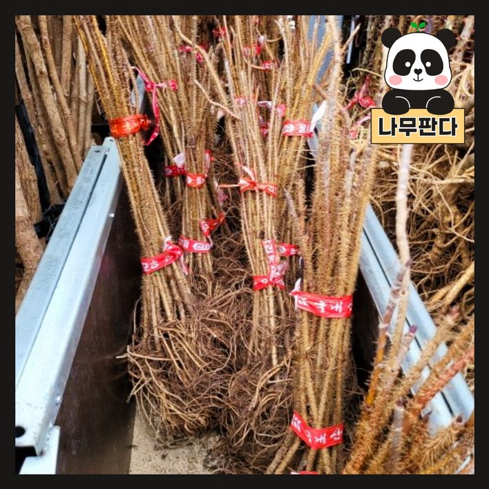 가시오갈피 묘목 실생2년 특묘 나무판다