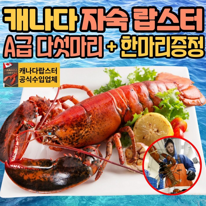 [5+1] 캐나다 랍스타 바다가재 자숙 냉동 랍스터 450-550g 1마리 2마리 3마리 4마리 5마리 박스 바닷가재 1마리 무료, 05.자숙랍스타 5마리