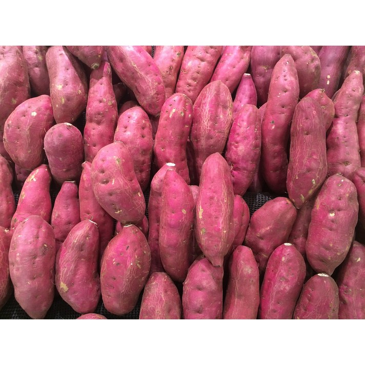  23년 수확 황토 무안 스테비아 꿀고구마 한입 3kg 5kg 10kg, 한입10kg, 1개 