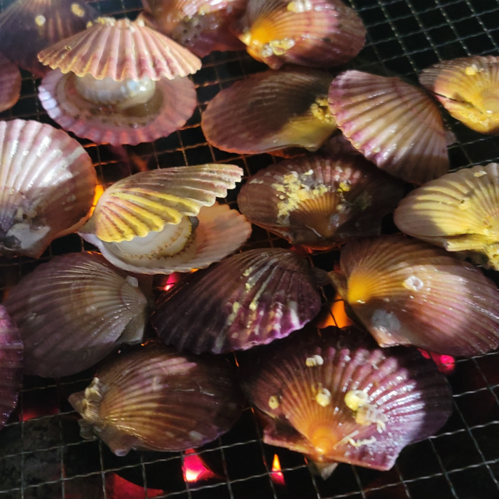  [산지직송] 국산 통영 홍가리비 생물 2kg 3kg 4kg 5kg 대 특대 세척 가리비, 1_4. 국산 홍가리비 4kg, 1개 