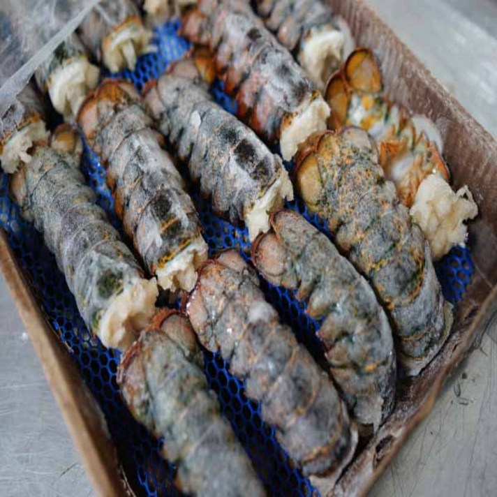 특대사이즈 초대형 랍스타테일 6-8oz 170-220g 1마리 냉동 랍스터