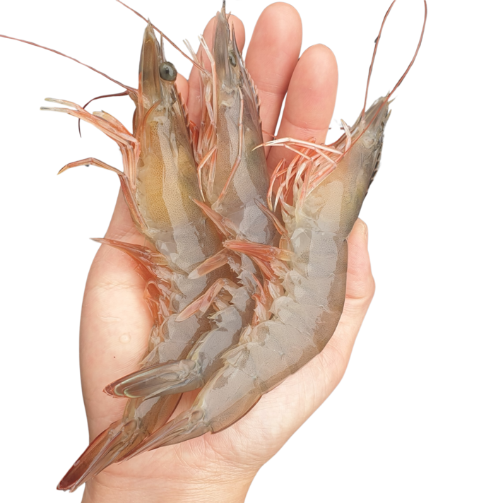  파도수산 산지직송 국내산 새우 1kg, 국내산 새우 1kg (대), 1개 