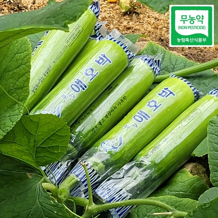 [햇야채] 국내산 친환경 무농약 인큐 애호박 산지직송 5개