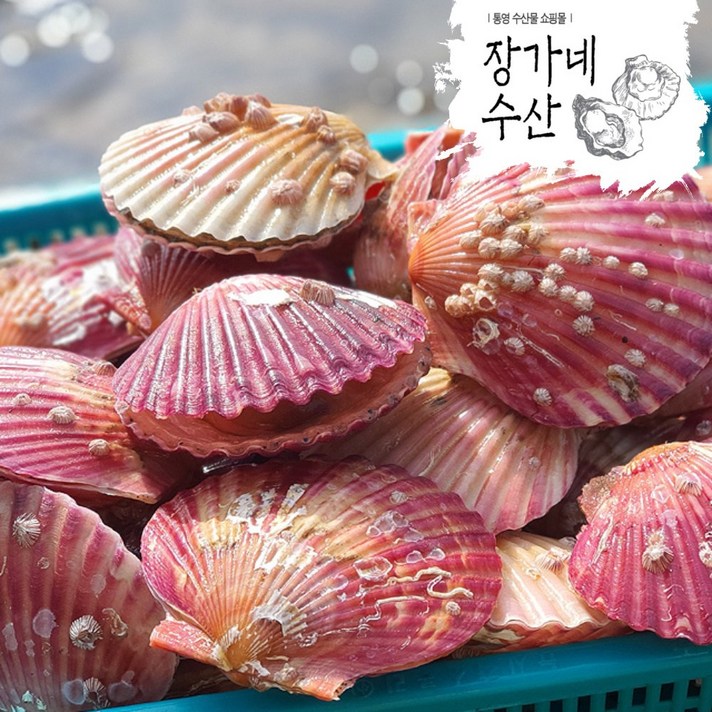[장가네수산]생산자직판 통영 세척 홍가리비1kg /비단가리비 1kg 관자 구이 캠핑(평일오후2시이전까지 당일발송), 홍가리비 1kg(30미내외)
