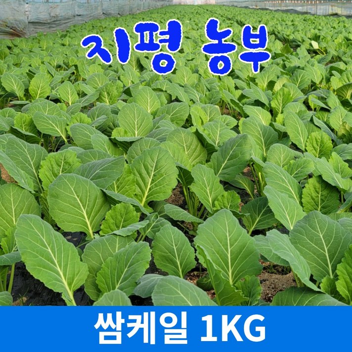 [물맑은 양평] 지평 농부 쌈케일1kg