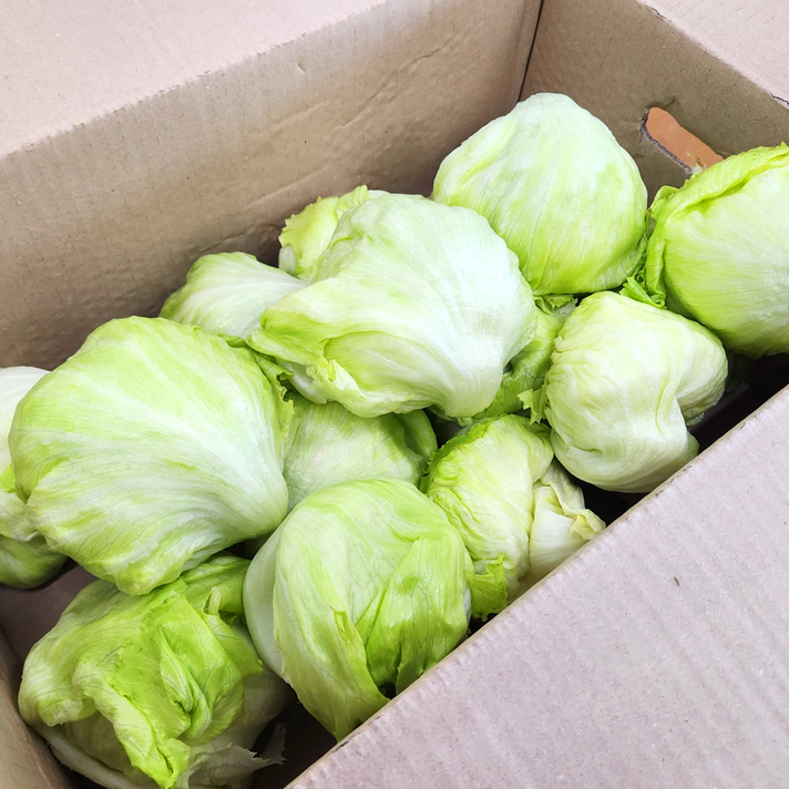 국산 산지직송 양상추 깐양상추 16수 내외, 16통