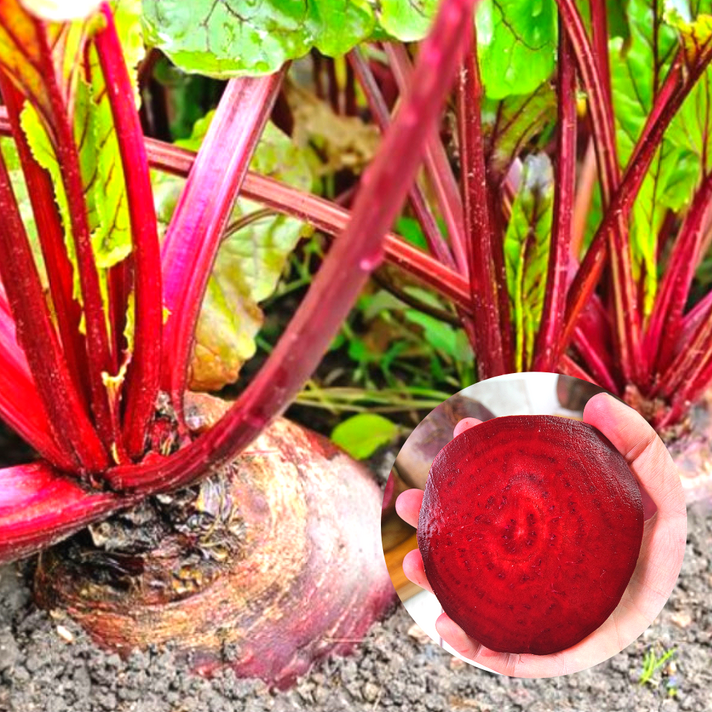 제주 햇 레드비트 3kg 5kg 8kg 특 상품, 제주 레드비트 (특/상 사이즈) 3kg, 1개