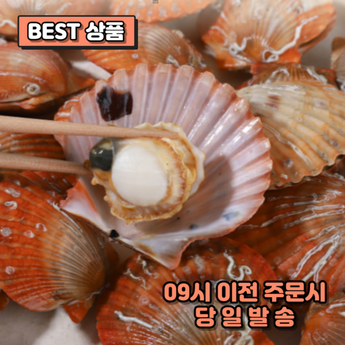  [당일수확] 한입만 더 청정해역 통영 제철 홍가리비 산지직송, 1박스, 3kg 