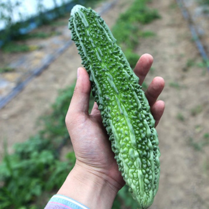 전남해남 생여주 3kg, 생여주 1box