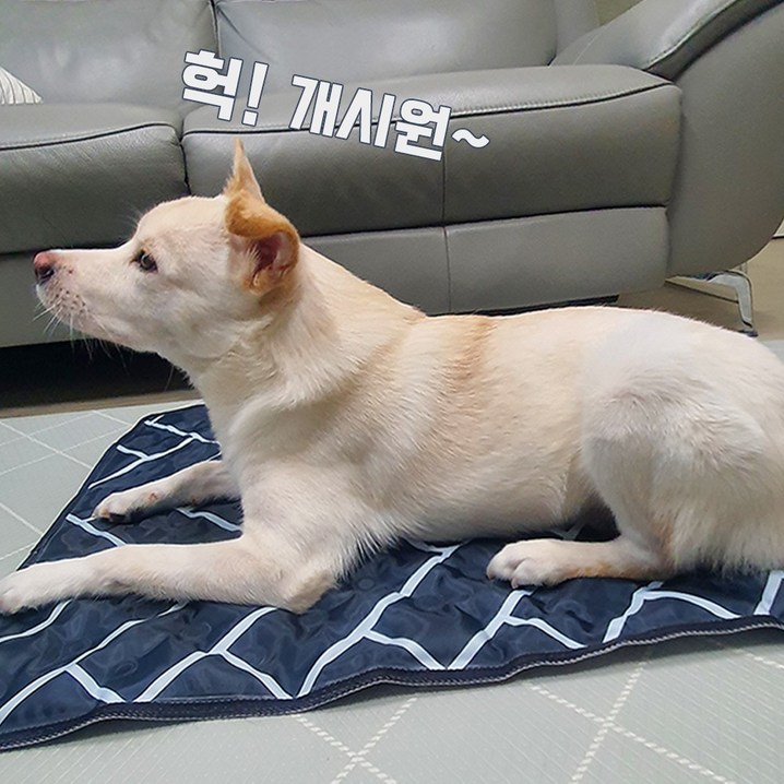 똘멍 강아지 애견 대형견 쿨매트