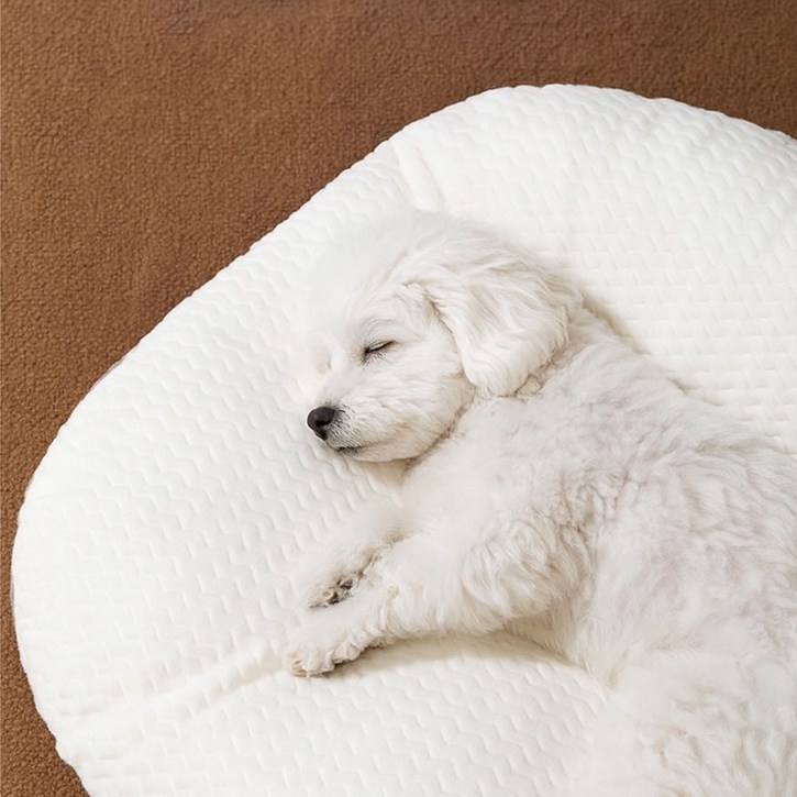 에스엔앰 꿀잠 자는 강아지 쿠션 중형 대형 반려견 방석 사계절 분리세척 알러지케어 극세사 강아지방석